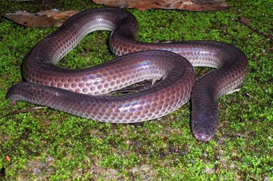  /i>&nbsp;hu and zhao,1972)是闪鳞蛇科闪鳞蛇属的一种动物,闪鳞