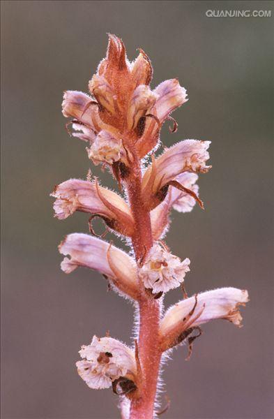  p>列当(拉丁文名: i>orobanche coerulescens /i> steph),别名 a