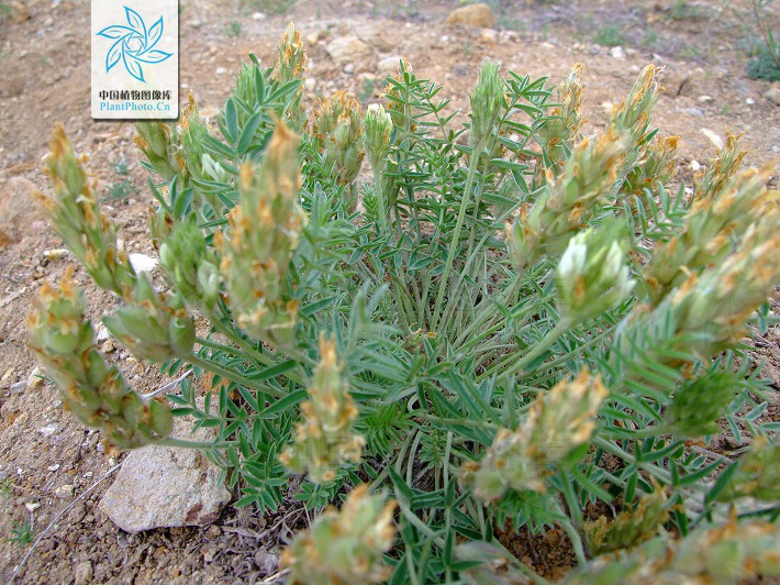  p>黄毛棘豆(学名:oxytropis ochranthd turcz.
