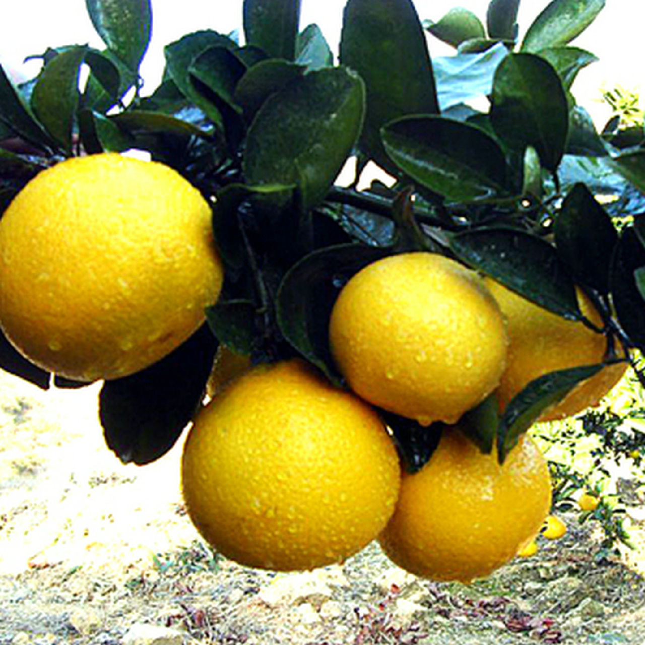  p>黄金柑(建阳橘柚)是一种 a target="_blank" href="/item/杂柑