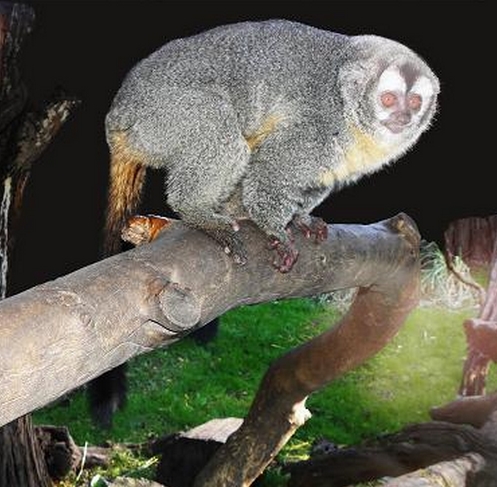  p>夜猴(学名: i>aotus trivirgatus /i>):体长240-370毫米,尾长316