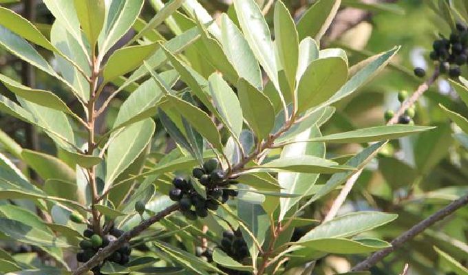  p>山榄属(学名:planchonella pierre) a href="#" data-lemmaid="