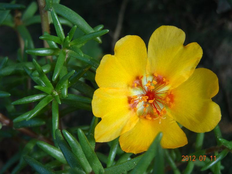 蚂蚱菜花