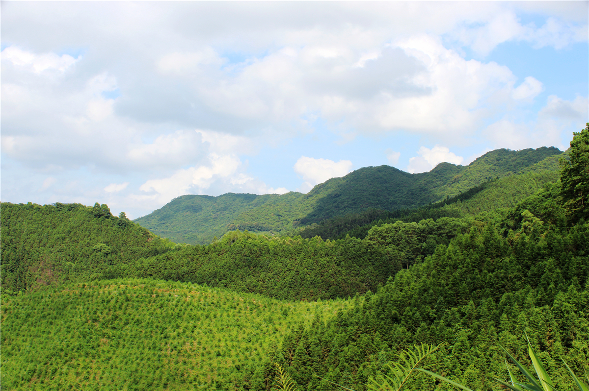 广东阳春市花滩森林公园