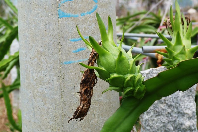  p> a target="_blank" href="/item/火龙果/240065" data-lemmaid="