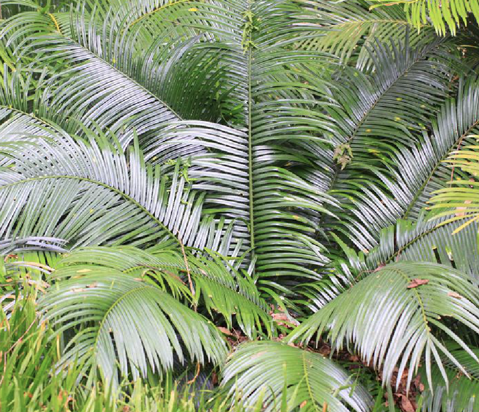  p>葫芦苏铁(学名: b>cycas /b>  b>changjiangensis /b> n.