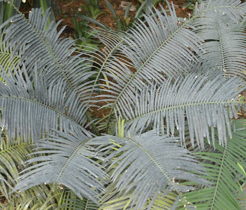  p>葫芦苏铁(学名: b>cycas /b>  b>changjiangensis /b> n.