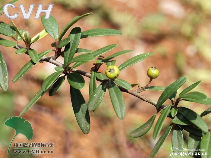  p>窄叶火棘(学名: i>pyracantha angustifolia /i> (franch.) c. k.