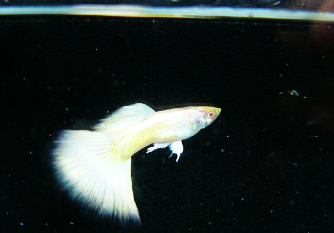 白金孔雀鱼