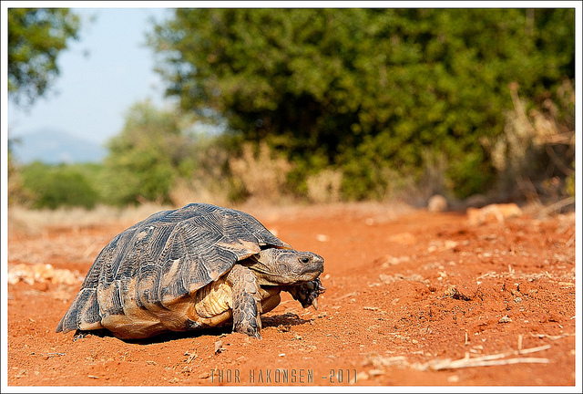  p>翘缘陆龟testudo marginata(以色列,叙利亚和西奈半岛),30cm～35cm