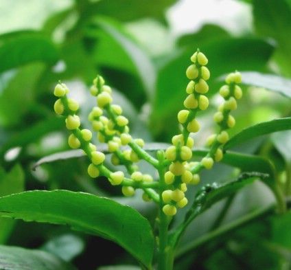  p>金粟兰(学名: i>chloranthus spicatus /i> (thunb.