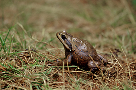  p>大花角蟾(学名: i>megophrys gigantica /i>),是锄足蟾科角蟾属的