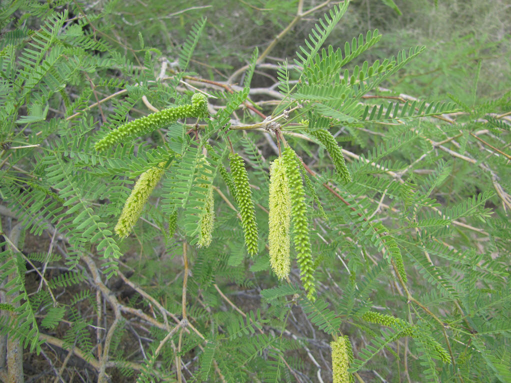  p>牧豆树属,我国 a href="#" data-lemmaid="122340">台湾 /a>,广东