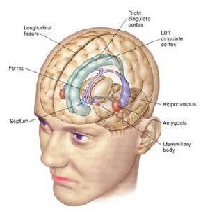  p data-id="gnx1owsqbc">丘脑又称背侧丘脑,是 a target="_blank"