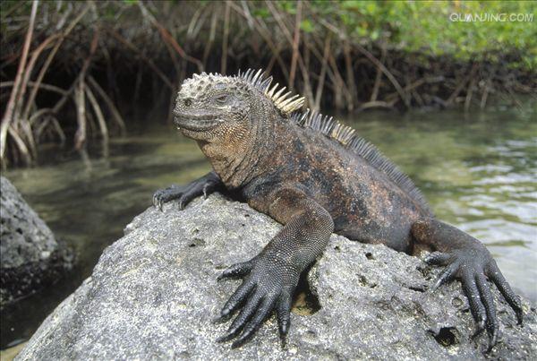  p>海鬣蜥(学名: i>amblyrhynchus cristatus /i>):是仅出没在 a href