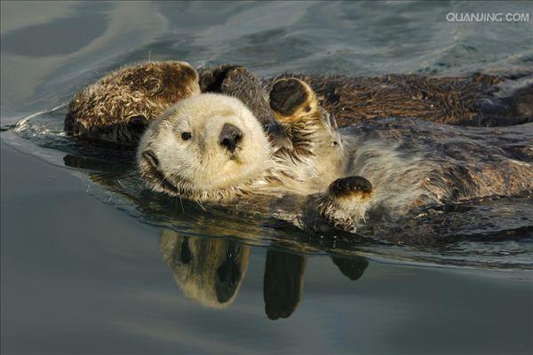  p>海獭(学名: i>enhydra lutris /i>), a target="_blank" href="