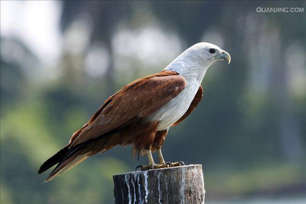 ="_blank" href="/item/隼形目">隼形目 /a>鹰科的最古老的一类鸟