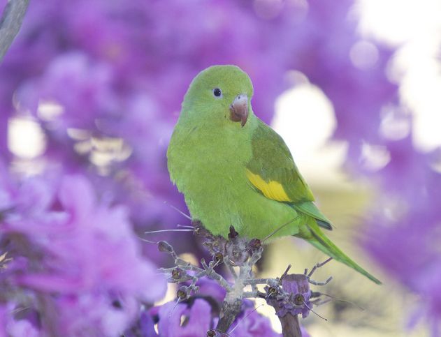  p>黄翅斑鹦哥(学名:brotogeris chiriri)是典型的