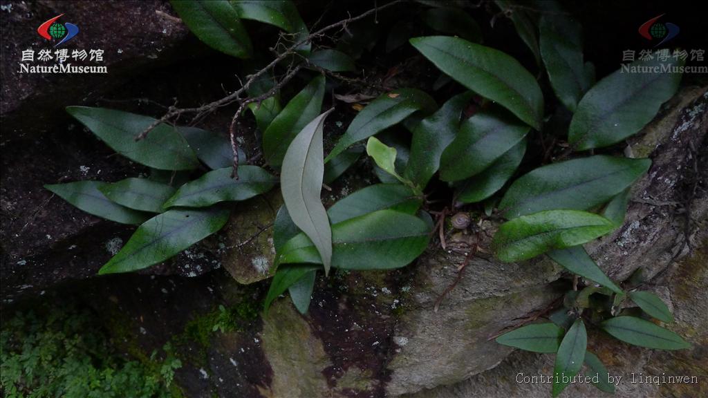  p>石韦属(pyrrosia mirbel)是 a target="_blank" href="/item/水龙