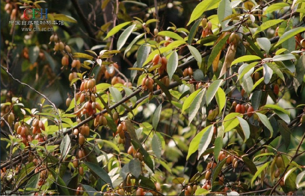  p>胡颓子,别名:蒲颓子,半含春,卢都子,雀儿酥,甜棒子,牛奶子根,石