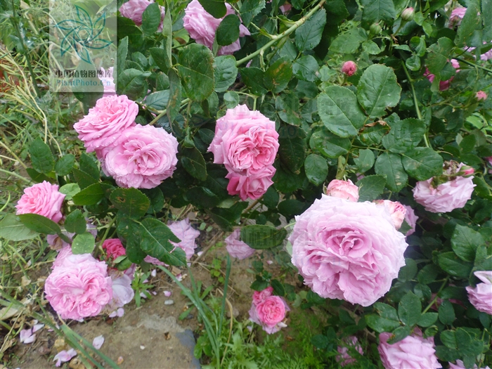 rosa chinensis var. semperflorens