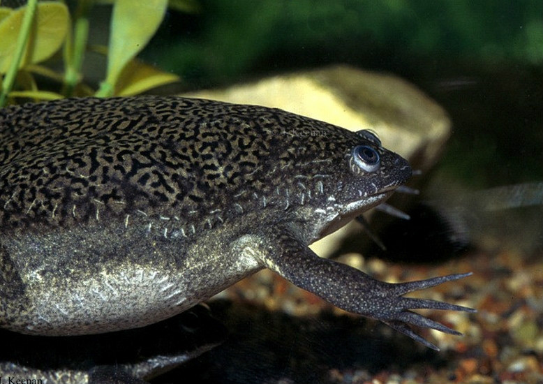 african clawed frog