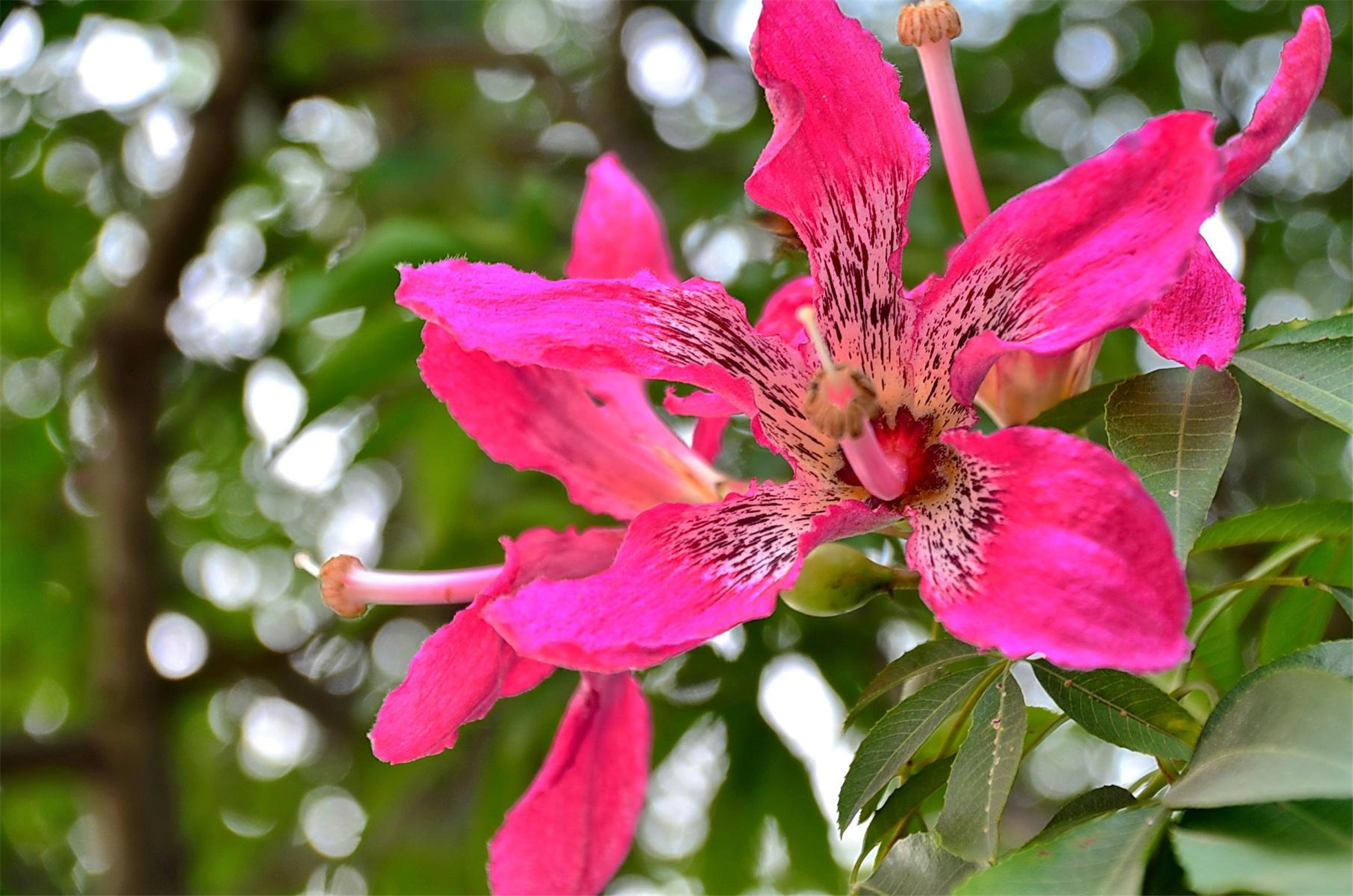  p> a target="_blank" href="/item/美丽异木棉/3566693" data-lemma