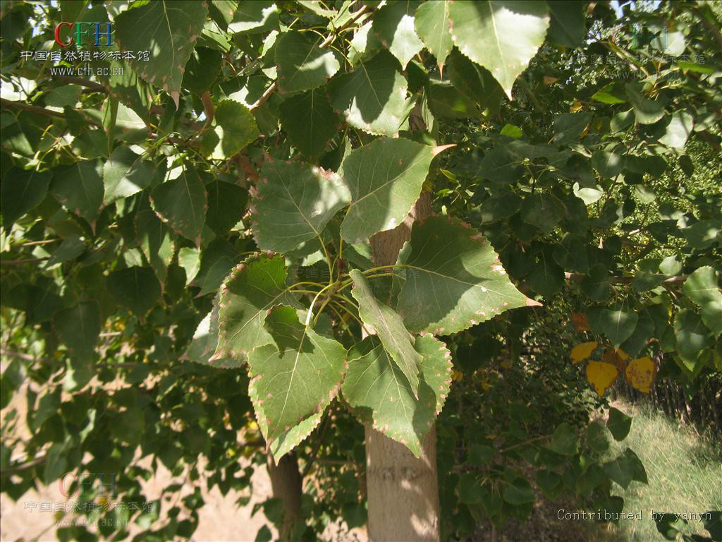  p>青杨(拉丁学名: i>populus cathayana  /i> a href="#">rehd.