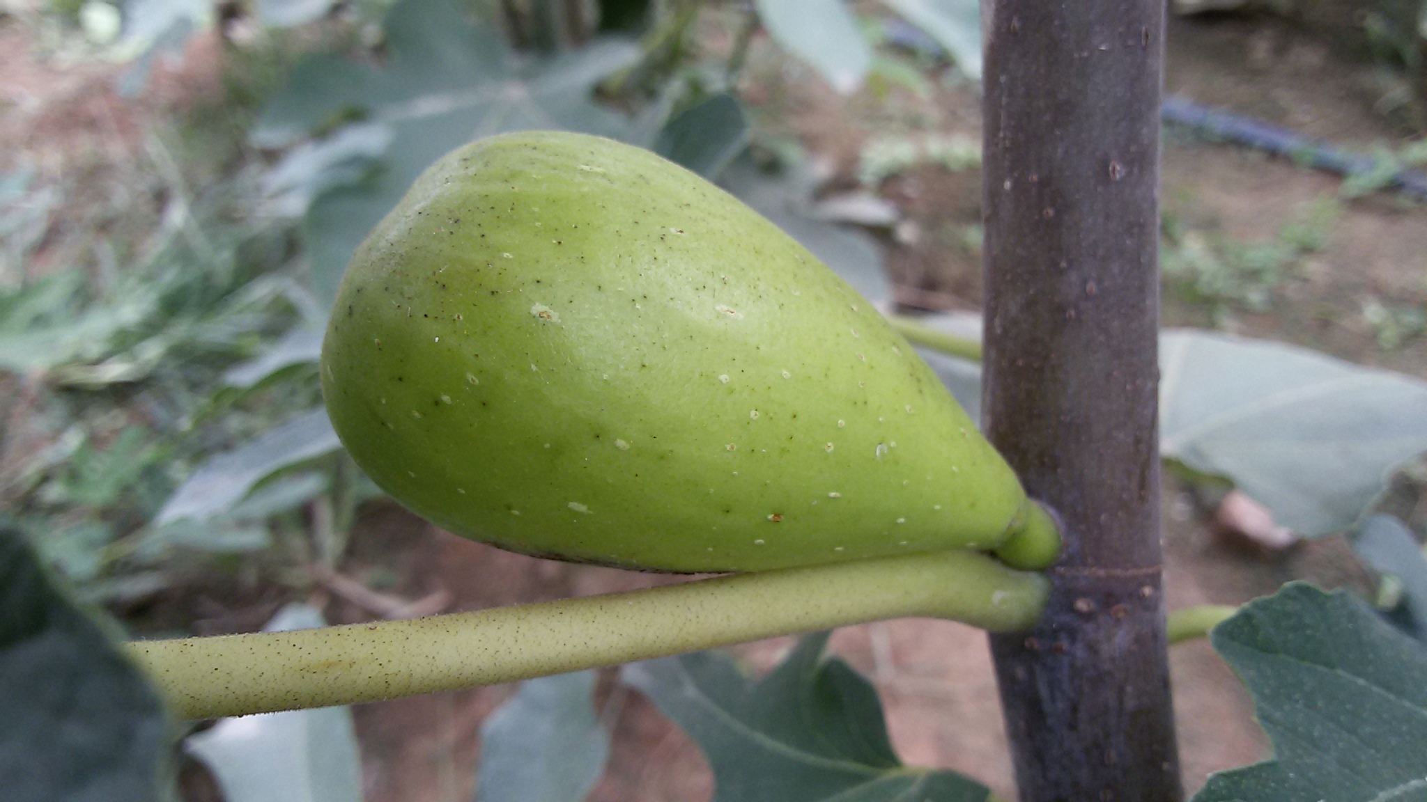 斯特拉,极有发展潜力的优良的 a target="_blank" href="/item/无花果