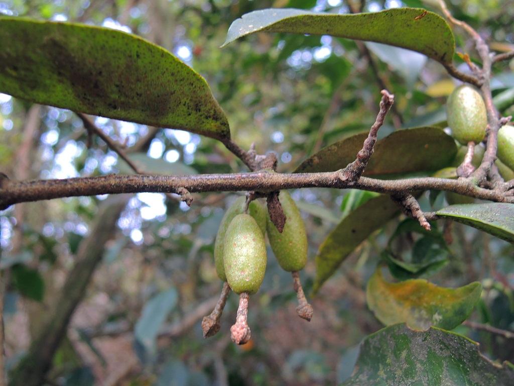  p>白花胡颓子,拉丁文名:elaeagnus pallidiflora c. y. chang.