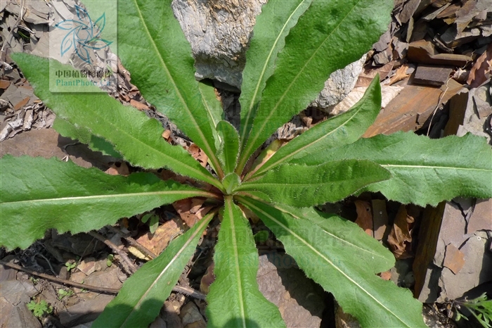 是菊科毛连菜属植物,根垂直直伸,有少数侧根,舌状小花黄色,舌片基部