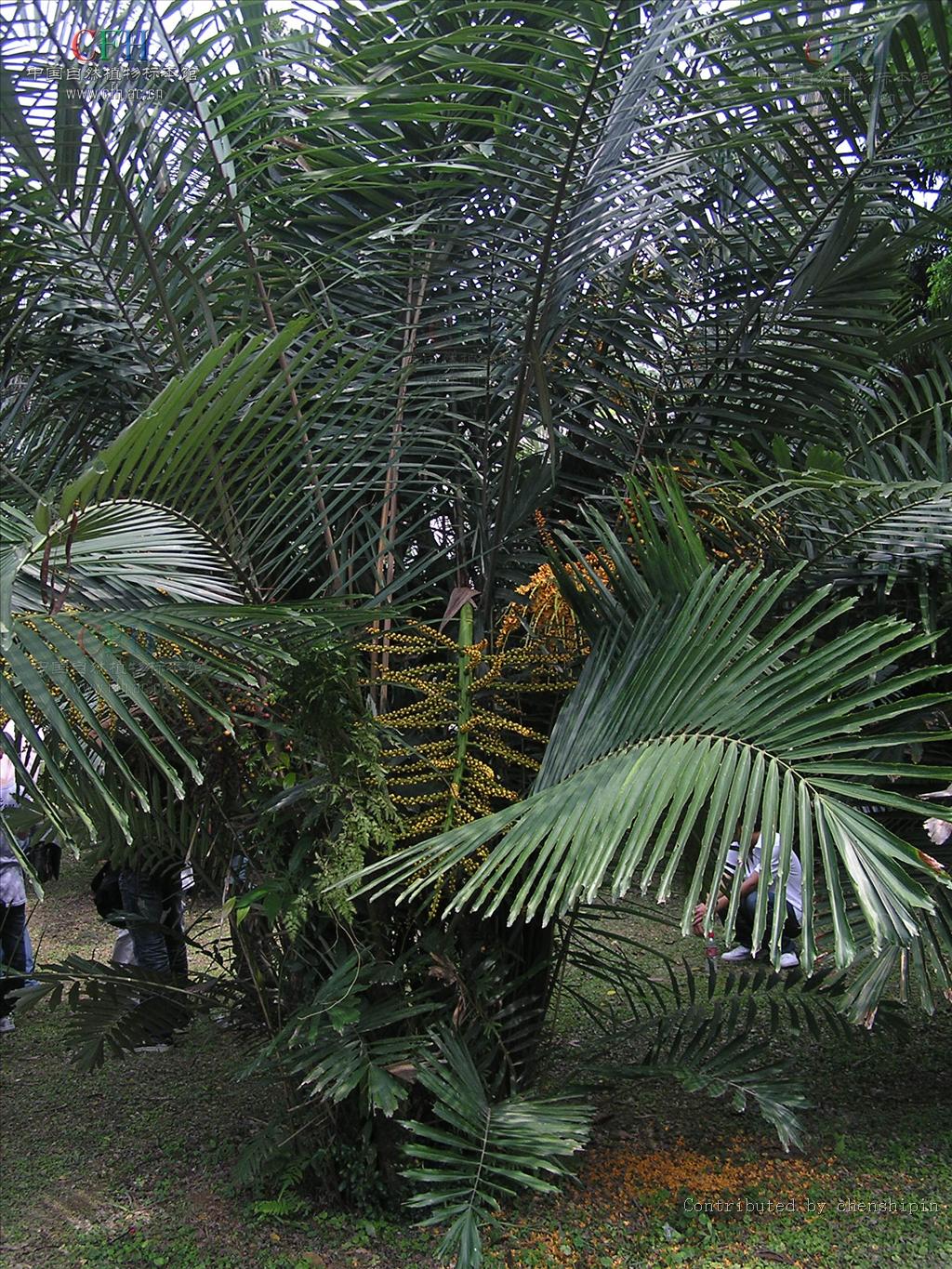  p>山棕(学名: i>arenga engleri /i> becc.)是棕榈科桄榔属植物.