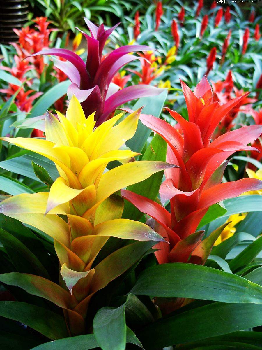 粉纱同心彩叶凤梨