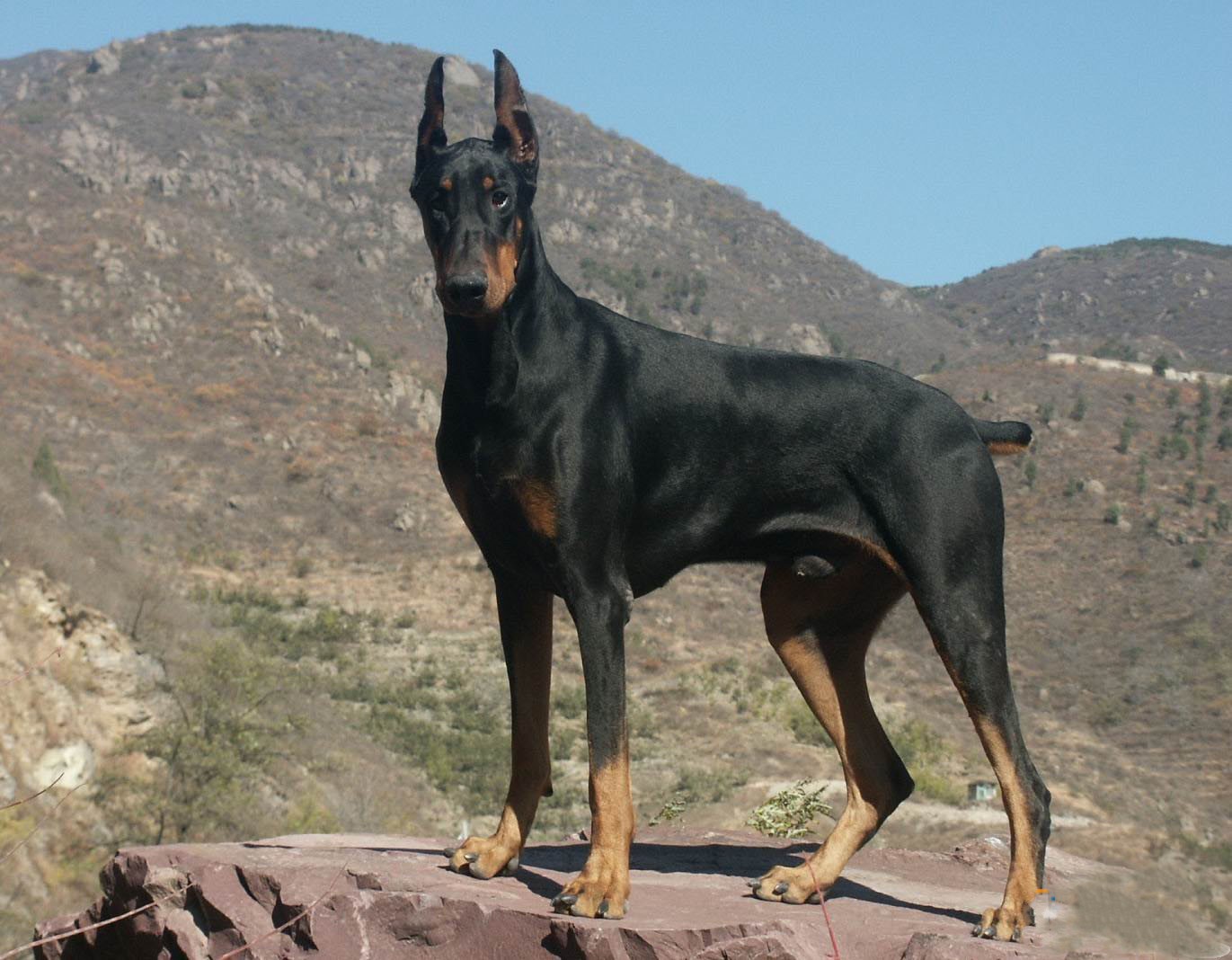 大约1890年,多伯曼平犬起源于德国thueringen,1900年,多伯曼平犬被正