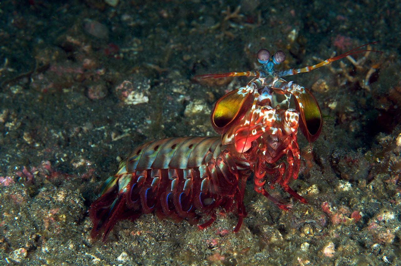  p>雀尾螳螂虾(学名: i>odontodactylus scyllarus /i>):是软甲纲,齿