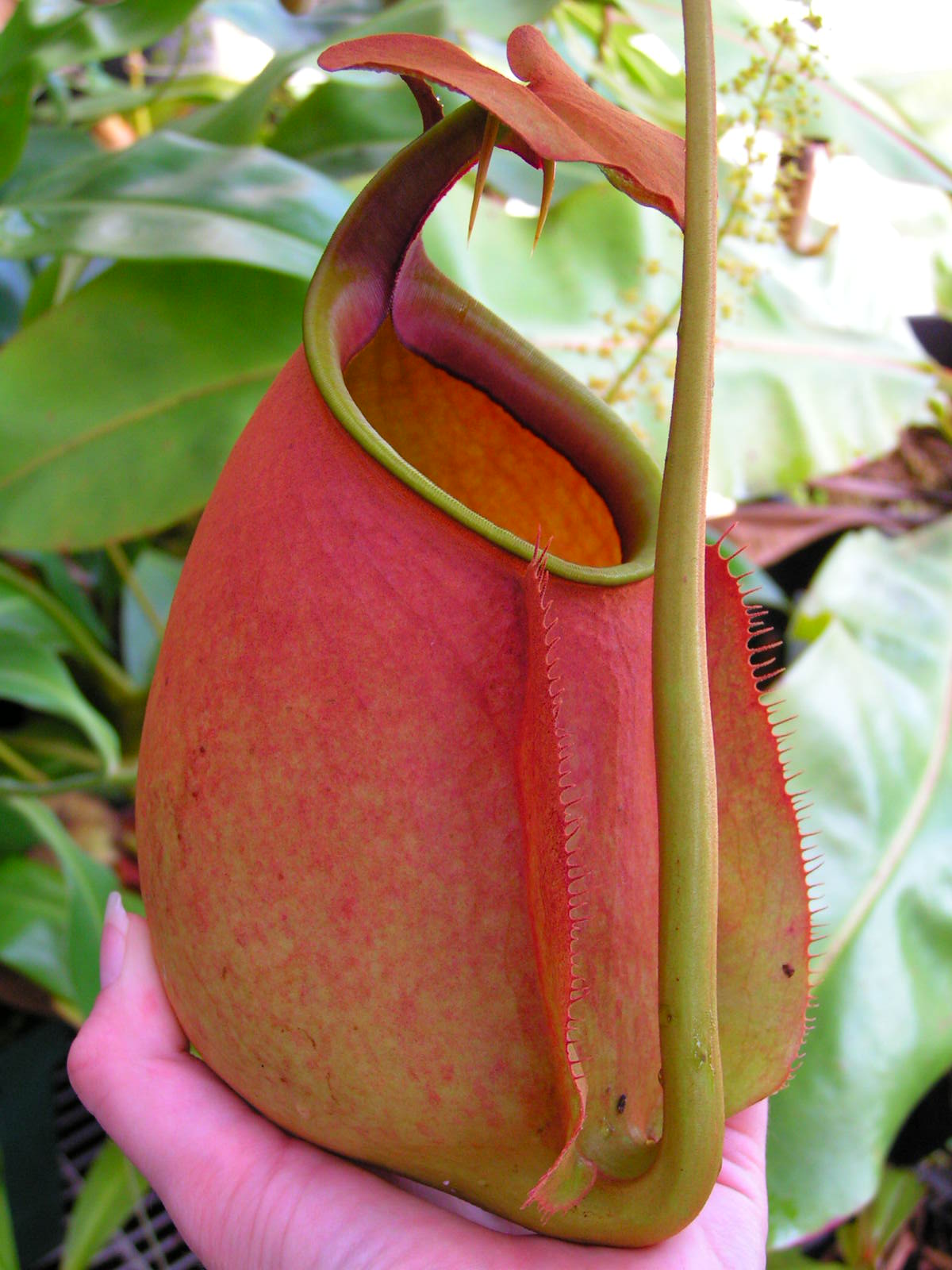 nepenthes hamiguitanensis