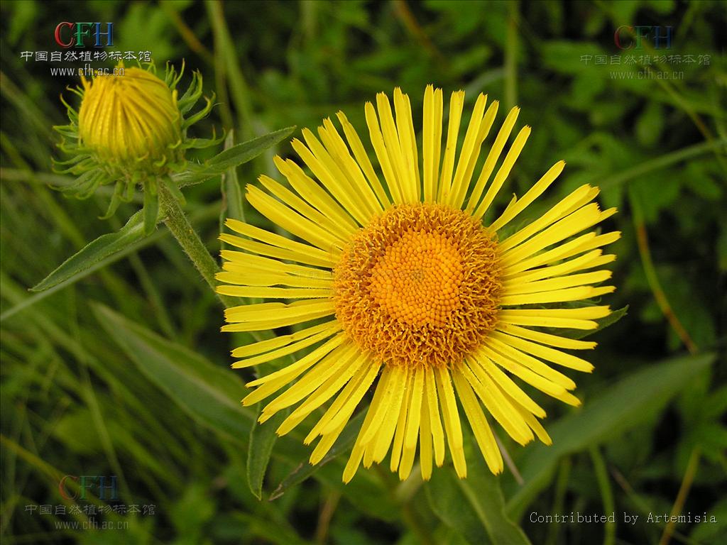  p> b>柳叶旋覆花 /b>(学名: i>inula salicina /i>)为 a>桔梗目 /a>