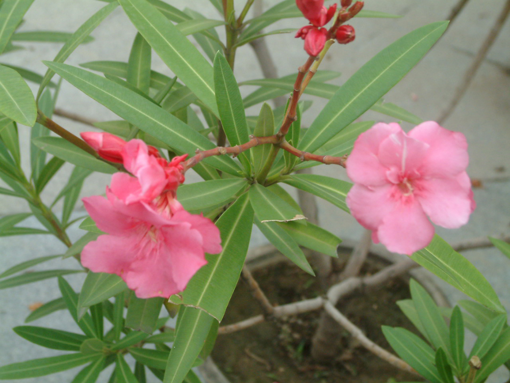 茎花枝叶可入药性凉,味苦有小毒有拔毒泄火凉血止血之功效;2袖珍椰子