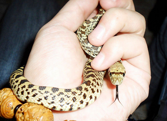  p>游蛇科 (colubridae)动物, a href="#" data-lemmaid="8074290">学