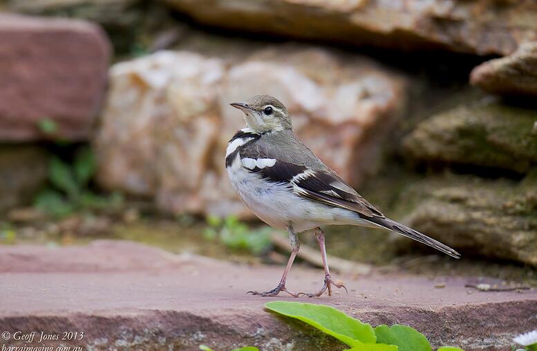 dendronanthus indicus