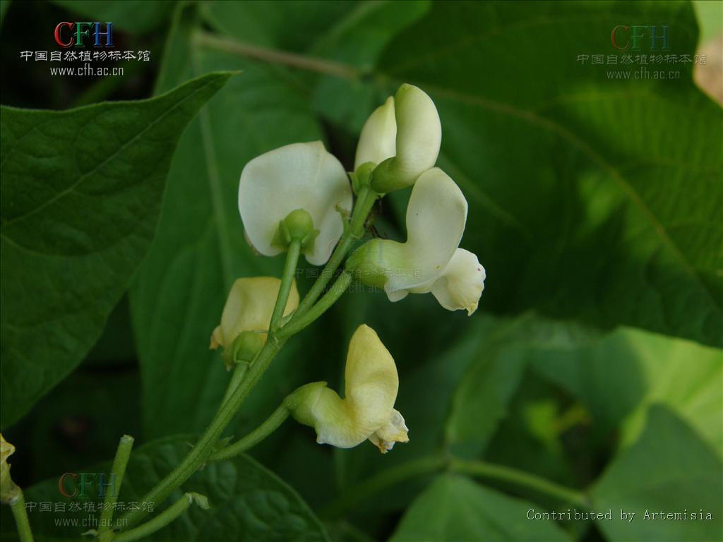  p>荷包豆(学名: i>phaseolus coccineus /i> linn.