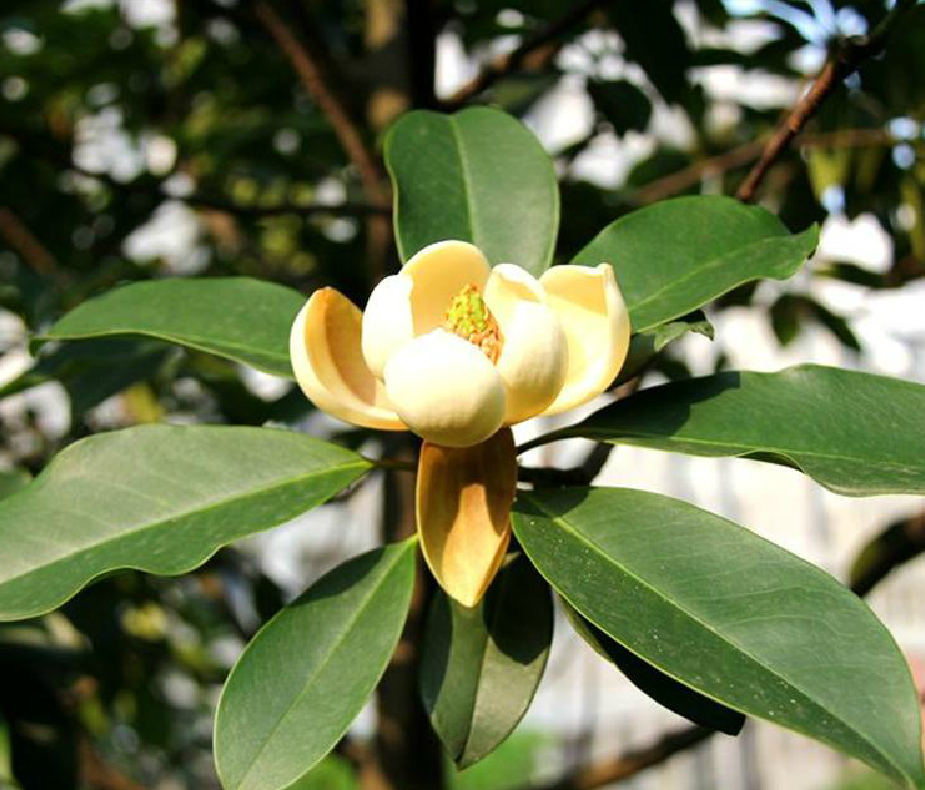 manglietia hainanensis dandy