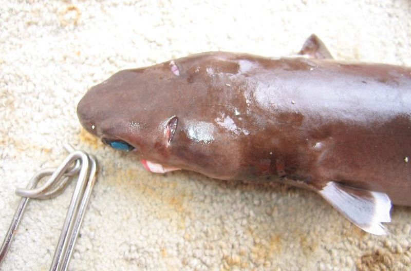  p>雪茄达摩鲨又称雪茄鲛,是一种深海小型鲨,夜晚常到水体上层垂直地