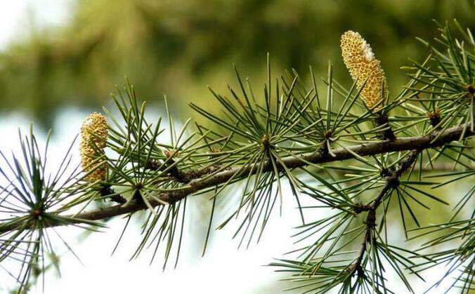  p>北非雪松(学名: i>cedrus atlantica /i> manetti)是松科,雪松属