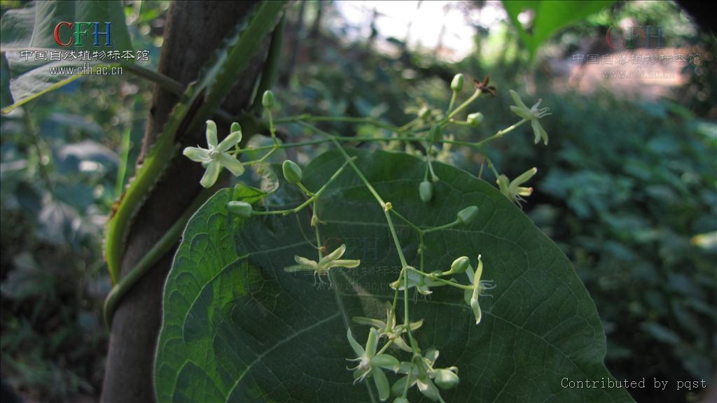  p>翅果藤属,是 a target="_blank" href="/item/萝藦科/2946939"