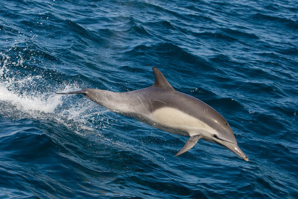  p>长吻真海豚(学名: i>delphinus capensis /i>)基本外形与 a target