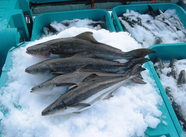  p>军曹鱼科指的是 a href="#" data-lemmaid="3516708">脊索动物门 