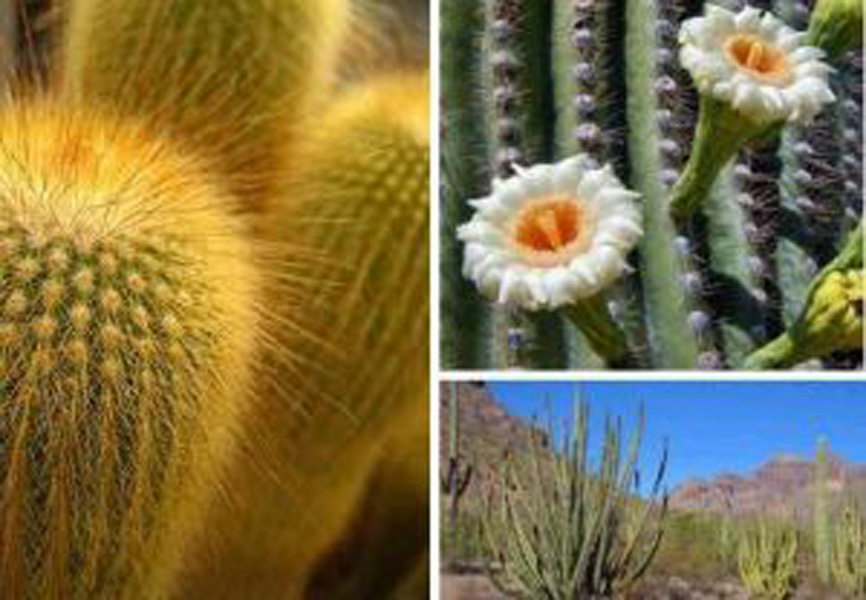  p> b> a href="#" data-lemmaid="6060552">长穗柳 /a> /b>(学名: i>