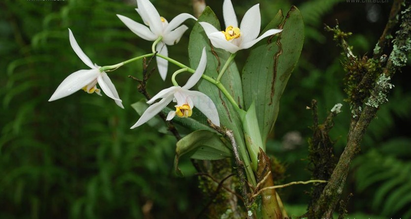  p>贝母为 a target="_blank" href="/item/百合科/1838810" data