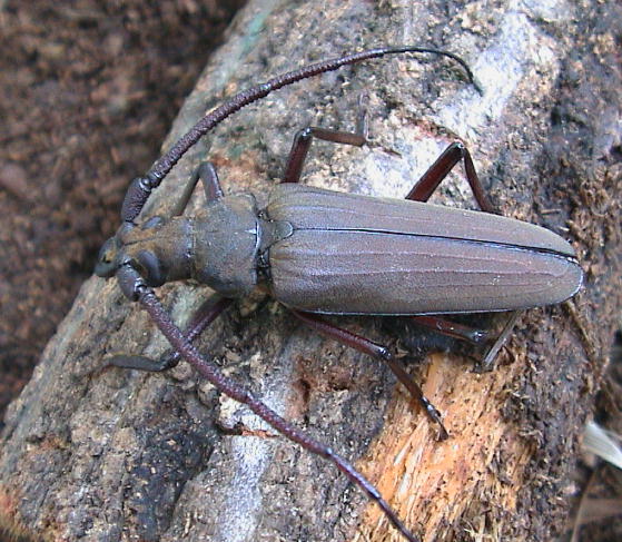  p>昆虫名,为鞘翅目,锯天牛亚科.分布于中国全国各地.